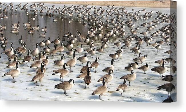 Canada Geese Canvas Print featuring the photograph Canada Geese by Keith Stokes