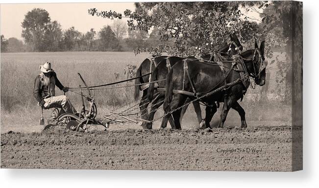 Photography Canvas Print featuring the photograph Checking the Row by Steven Ward