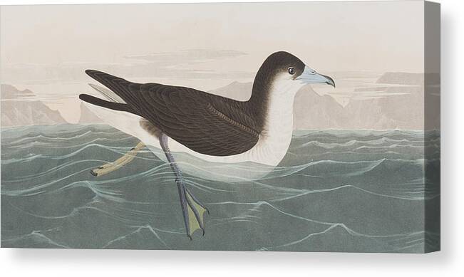 Petrel Canvas Print featuring the painting Dusky Petrel by John James Audubon