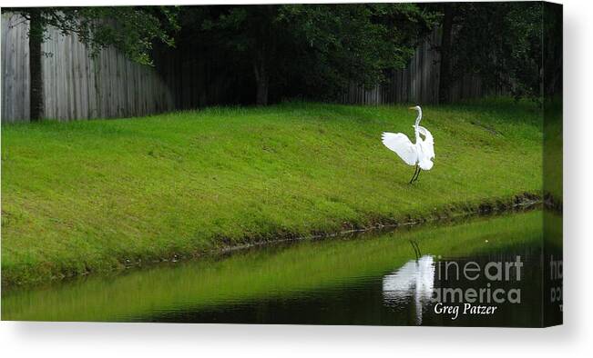 Art For The Wall...patzer Photography Canvas Print featuring the photograph Egret Dance by Greg Patzer