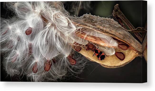 Nature Canvas Print featuring the photograph Emerging Seeds by Phil Cardamone