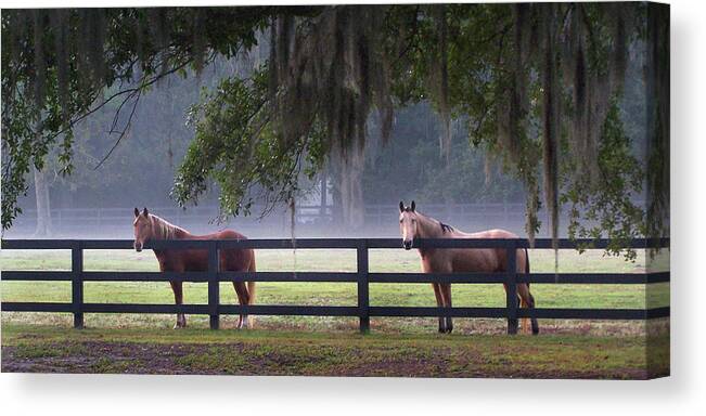 Horses Canvas Print featuring the photograph Fenced In by Jerry Griffin