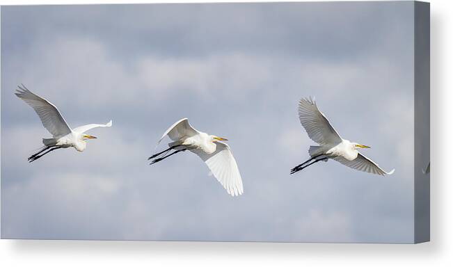 Ardea Alba Canvas Print featuring the photograph Great Egret in Flight by Dawn Currie