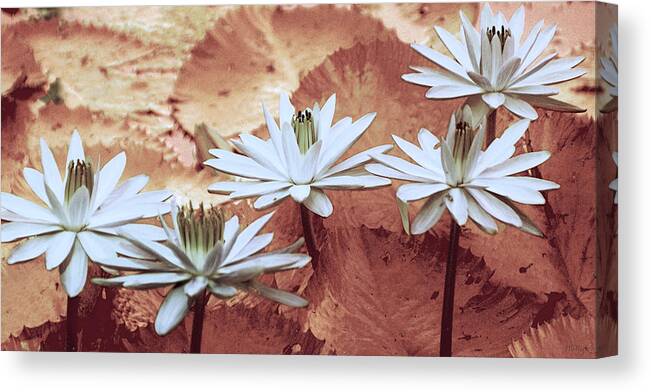 Flowers Canvas Print featuring the photograph Greeting the Day by Holly Kempe