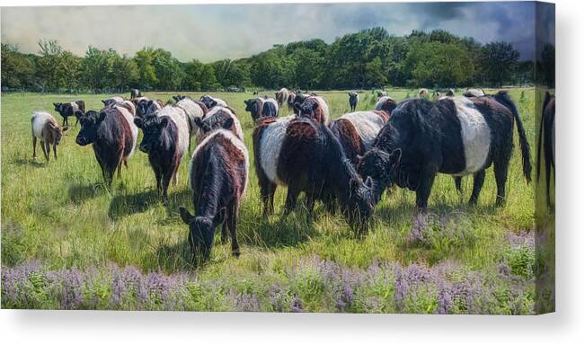 Belted Galloway Canvas Print featuring the photograph Milk And Cookies by Robin-Lee Vieira