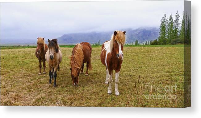 Iceland Canvas Print featuring the photograph Icelandic Horse Quartet by Catherine Sherman