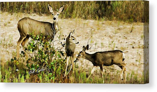 Bill Kesler Photography Canvas Print featuring the photograph Mule Doe and her Twins by Bill Kesler