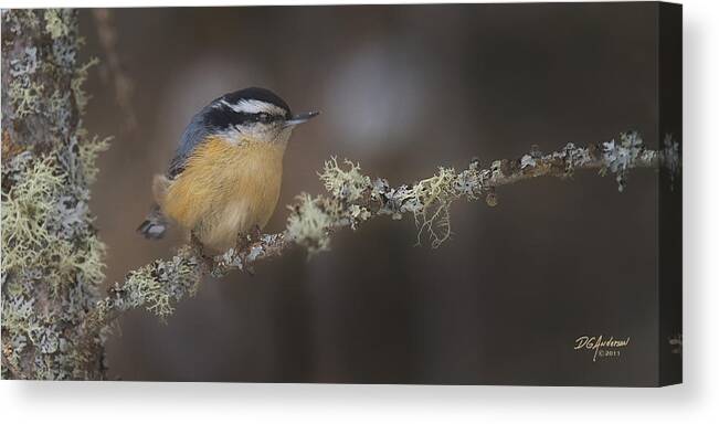 Minnesota Canvas Print featuring the photograph Nuts about Nuthatches by Don Anderson