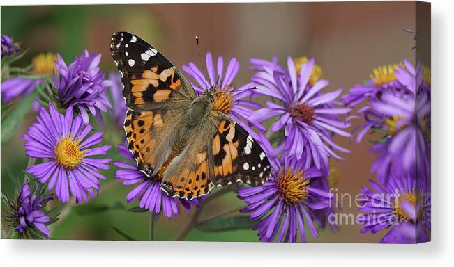 Painted Lady Canvas Print featuring the photograph Painted Lady Butterfly and Aster Flowers 6x3 by Robert E Alter Reflections of Infinity