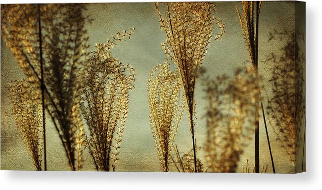 Pampas Grass Canvas Print featuring the photograph Pampas Grass by Amy Tyler