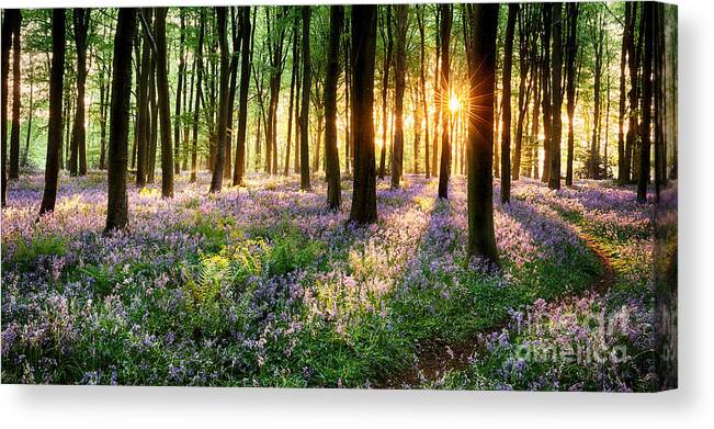 Flower Canvas Print featuring the photograph English bluebell woodland path by Simon Bratt