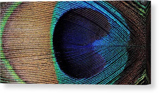 Kj Swan Feathers Canvas Print featuring the photograph Peacock Weave by KJ Swan