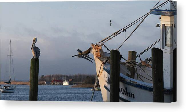 Birds Canvas Print featuring the photograph Pelican Morning Harbor by Deborah Smith