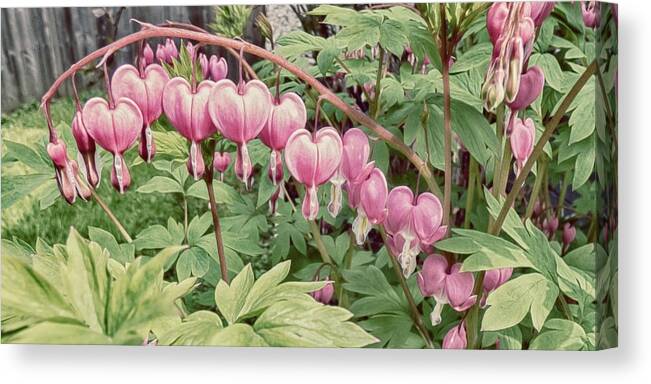 Bleeding Hearts Canvas Print featuring the photograph Pretty Maids In A Row by Leslie Montgomery