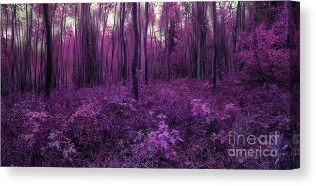 Purple Canvas Print featuring the photograph Purple forest by Priska Wettstein