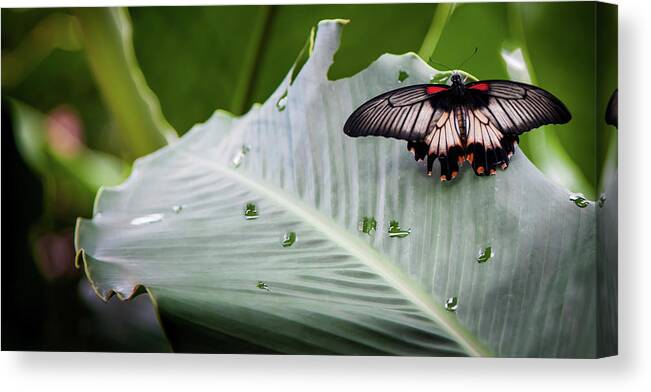Rainforest Butterflies Canvas Print featuring the photograph Raining Wings by Karen Wiles