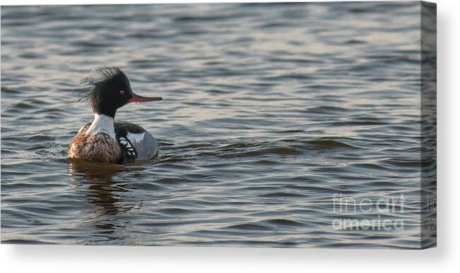 Red Breasted Merganser Canvas Print featuring the photograph Red Breasted Merganser by Dale Powell