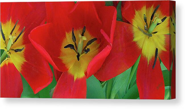 Tulip Canvas Print featuring the photograph Red Tulip Trio by Ben and Raisa Gertsberg
