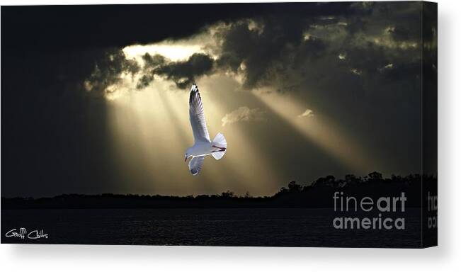  Canvas Print featuring the photograph Seagull and Sunbeams. Original Exclusive Photo Art. by Geoff Childs