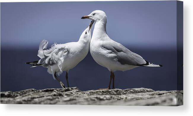 Seagulls Canvas Print featuring the photograph Seagulls by Chris Cousins