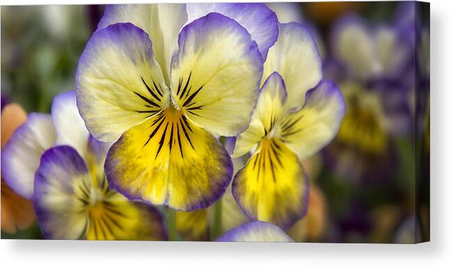 Flowers. Violas Canvas Print featuring the photograph Spring Color by Robert Fawcett