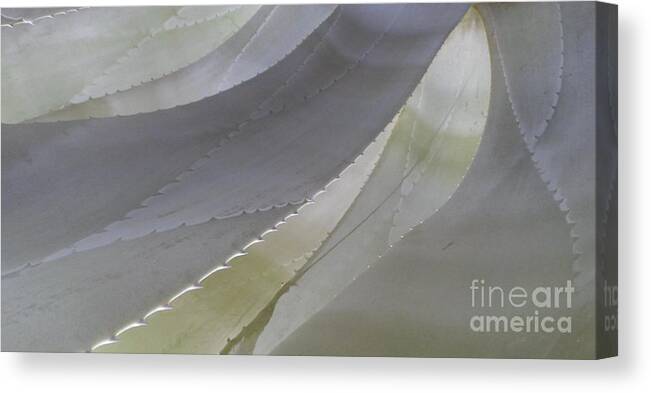 Cool Color Shape Flowing Succulent Canvas Print featuring the photograph Succulent Series 1-1 by J Doyne Miller