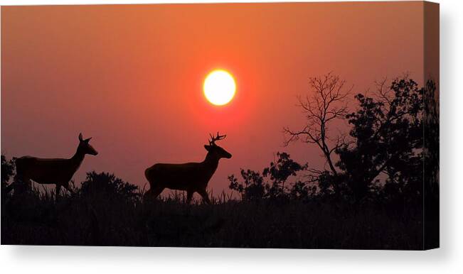 Sunset Canvas Print featuring the photograph Sunset Silhouette by David Dehner