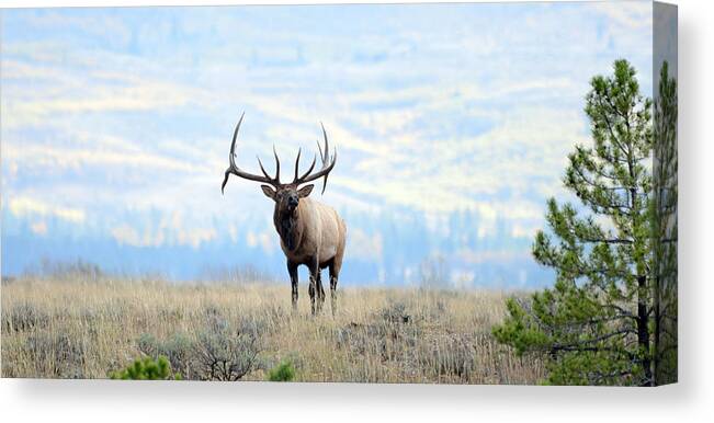 Rocky Mountain Elk Canvas Print featuring the photograph The Monarch by Whispering Peaks Photography