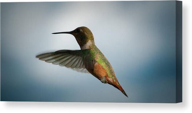 Green Backed Canvas Print featuring the photograph The Rare Green Backed Male Rufous Hummingbird by David Patterson