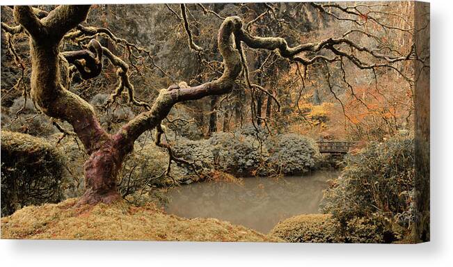 Asian Canvas Print featuring the photograph Transcendent Maple by Don Schwartz