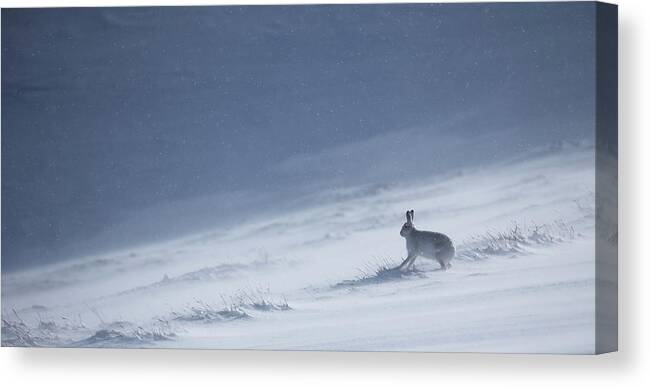 Mountain Canvas Print featuring the photograph Watching The Spindrift Snow by Pete Walkden