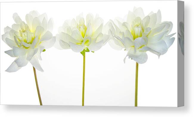 Dahlia Canvas Print featuring the photograph We Glow by Rebecca Cozart