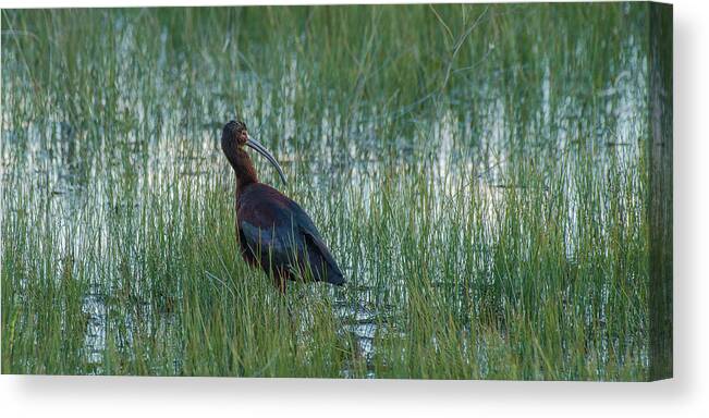 White-faced Ibis Canvas Print featuring the photograph White-Faced Ibis In Idaho by Yeates Photography