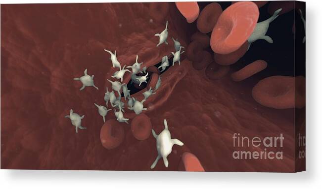 Cell Canvas Print featuring the photograph Platelets #5 by Sebastian Kaulitzki/science Photo Library