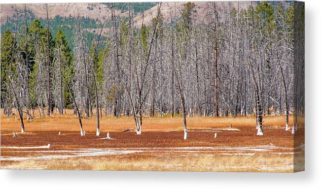 Yellowstone Canvas Print featuring the photograph Bobby Socks Trees by Steve Stuller