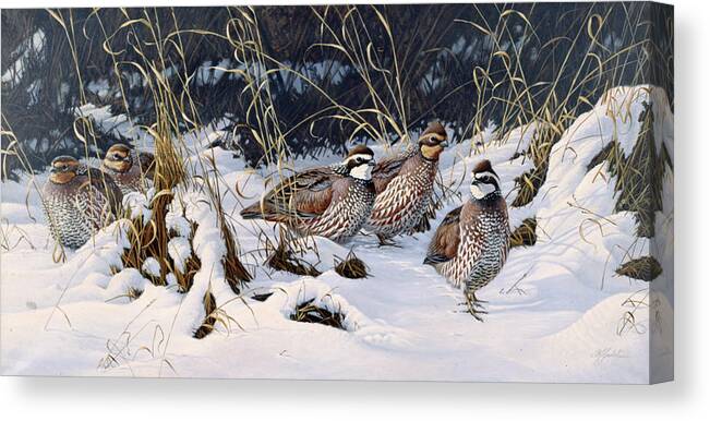 Bobwhite Quail In A Snowy Field Canvas Print featuring the painting Close To Cover - Bobwhites by Wilhelm Goebel