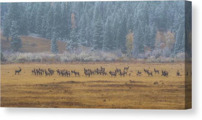 Elk Canvas Print featuring the photograph Elk on a Snowy Autumn Day by Gary Kochel