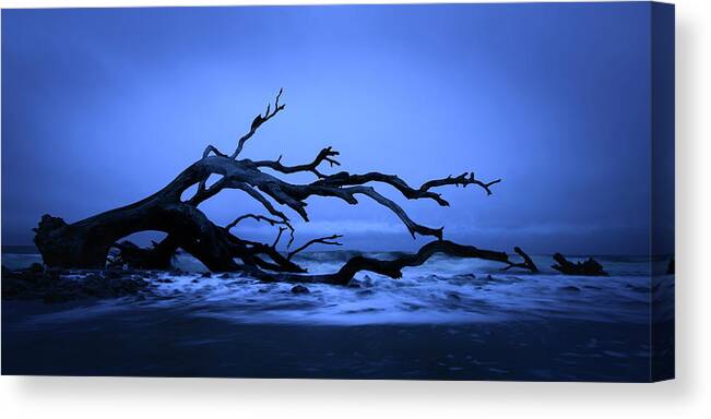 Driftwood Beach Canvas Print featuring the photograph Fallen on Jekyll Island by James Covello