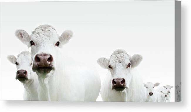 White Background Canvas Print featuring the photograph Flock Of Cows by Jojo1 Photography