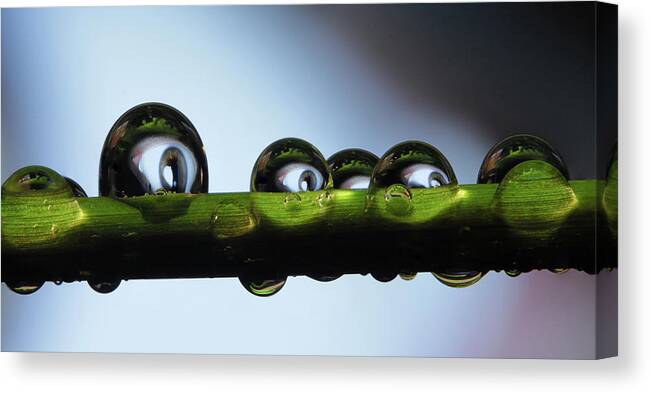 Macro Canvas Print featuring the photograph Garden Pests by Jim Painter