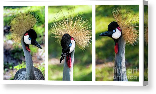 Gulf Canvas Print featuring the photograph Grey Crowned Crane Gulf Shores Al Collage 2 Triptych by Ricardos Creations