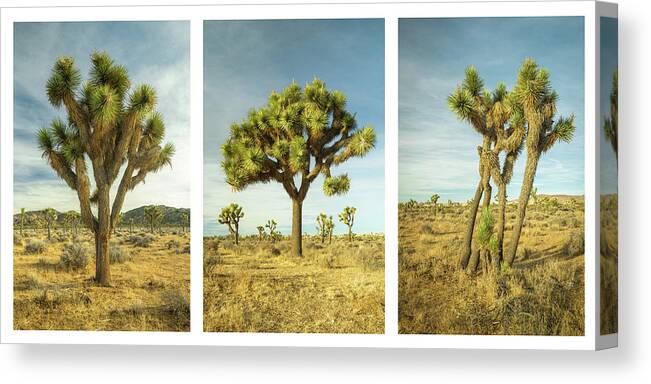 Joshua Tree Canvas Print featuring the photograph Joshua Tree Collage by Alexander Kunz