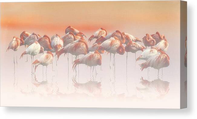 Flamingo Canvas Print featuring the photograph La Sieste by Anna Cseresnjes