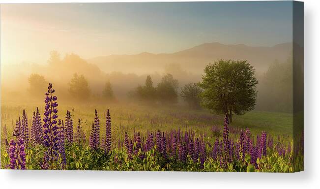 Amazing New England Artworks Canvas Print featuring the photograph Lupine In The Fog, Sugar Hill, NH by Jeff Sinon