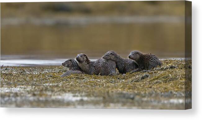 Otter Canvas Print featuring the photograph Otter Family At Dusk by Pete Walkden