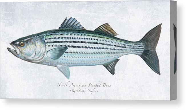 Striped Bass Canvas Print featuring the painting Striped Bass Portrait by Guy Crittenden