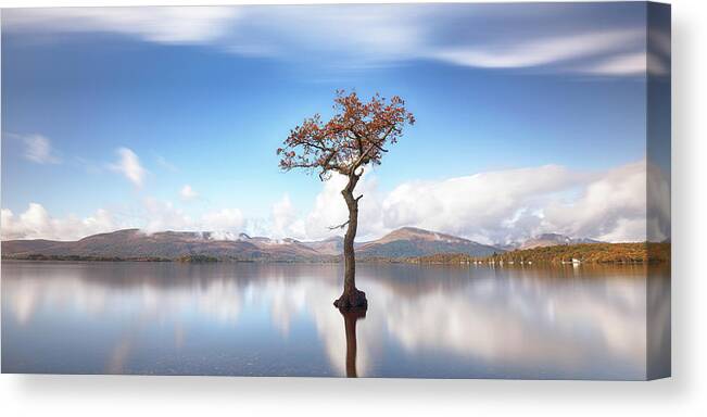 Lone Tree Canvas Print featuring the photograph Sunny afternoon on Loch Lomond by Grant Glendinning