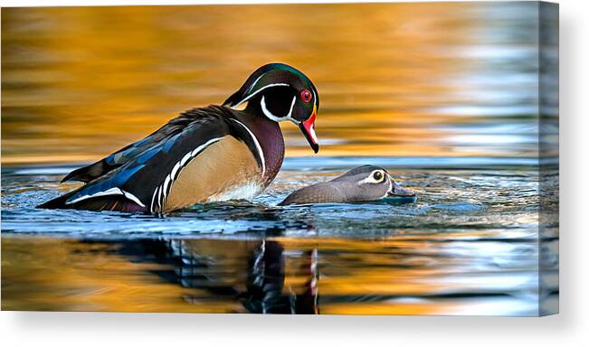 Wood Duck Canvas Print featuring the photograph The Wood Duck Factory. by Paul Martin