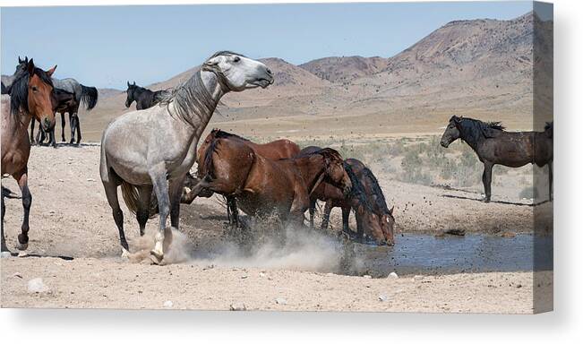 Stallion Canvas Print featuring the photograph Wait Your Turn. by Paul Martin