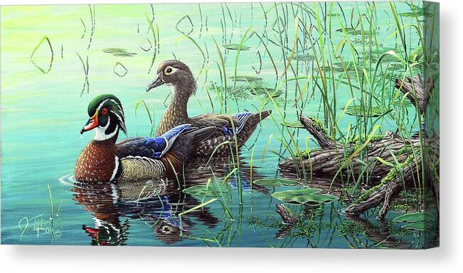 2 Wood Duck In Pond Canvas Print featuring the painting Wood Ducks by Jeff Tift